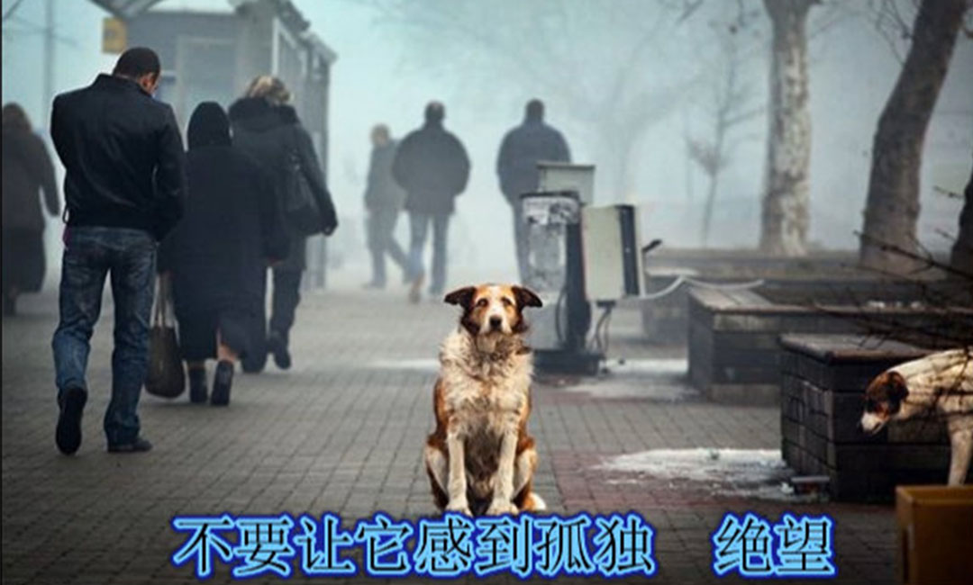 商丘商丘爱影圈微博微信转发案例